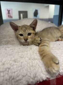 Chipmunk -  Domestic Short Hair Cat for Adoption in Hilton Head Island, South Carolina - Chipmunk | PetCurious