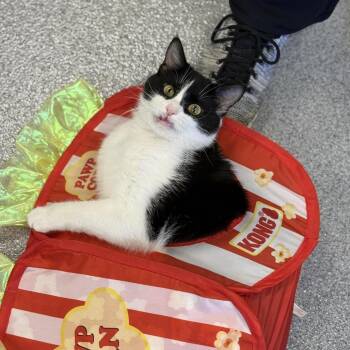 Domestic Short Hair Cats Available for Adoption in Martinsville, Virginia - Smiley Face | PetCurious