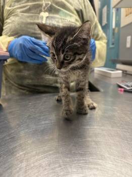 JANICE -  Domestic Short Hair Cat for Adoption in Las Vegas, Nevada - JANICE | PetCurious