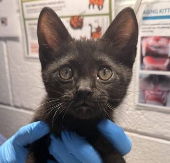 Spidee -  Domestic Short Hair Cat for Adoption in Golden, Colorado - Spidee | PetCurious