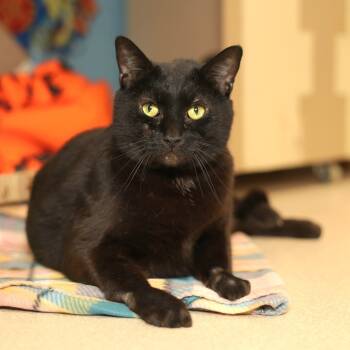 Rescue Domestic Short Hair Cats for Adoption in Evansville, Indiana - Rioa | PetCurious