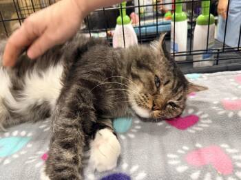 Bandit -  Domestic Medium Hair Cat for Adoption in Mckinney, Texas - Bandit | PetCurious