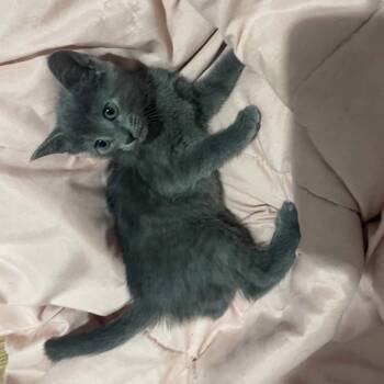 Tanya -  Russian Blue Cat for Adoption in Mount Vernon, Arkansas - Tanya | PetCurious