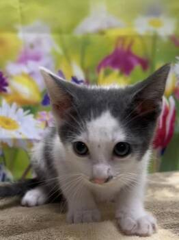 Sparks -  Domestic Short Hair Cat for Adoption in San Antonio, Texas - Sparks | PetCurious