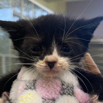 Paprika -  Domestic Short Hair Cat for Adoption in West Palm Beach, Florida - Paprika | PetCurious