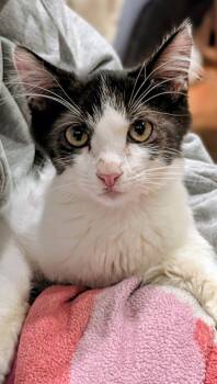 Kevin -  Domestic Medium Hair Cat for Adoption in Redwood City, California - Kevin | PetCurious