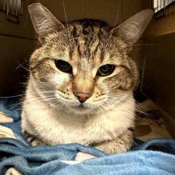 Domestic Short Hair Cats Available for Adoption in Las Vegas, Nevada - Laurie | PetCurious