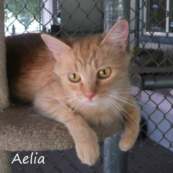 Rescue Domestic Medium Hair Cats for Adoption in Yucaipa, California - Aelia | PetCurious