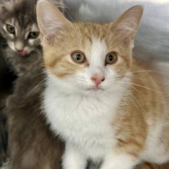 Dunsworth -  Domestic Medium Hair Cat for Adoption in Matteson, Illinois - Dunsworth | PetCurious