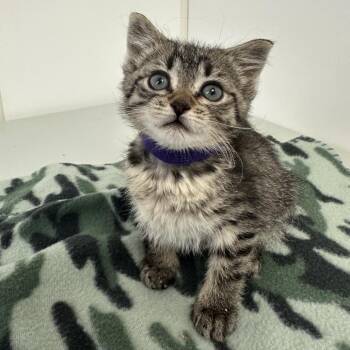 Seattle -  Domestic Short Hair Cat Available for Adoption in Milford, Iowa - Seattle | PetCurious