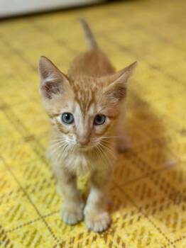 Cheeto -  Domestic Short Hair Cat for Adoption in Dysart, Iowa - Cheeto | PetCurious