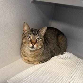 Domestic Short Hair Cats Available for Adoption - Bobby | PetCurious