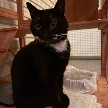 Houdini N. -- the Social Butterfly -  American Shorthair Cat for Adoption in New York, New York - Houdini N. -- The Social Butterfly | PetCurious