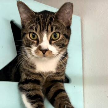 Domestic Short Hair Cats Available for Adoption - Jesse | PetCurious