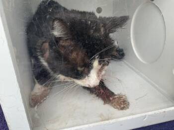 Domestic Medium Hair Cats Available for Adoption in Ontario, California - A008422 | PetCurious