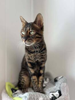 Sefu -  Bengal Cat for Adoption in Papillion, Nebraska - Sefu | PetCurious