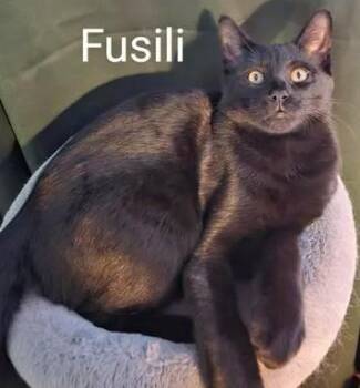 Fusilli -  Domestic Short Hair Cat for Adoption in Chertsey, Quebec - Fusilli | PetCurious