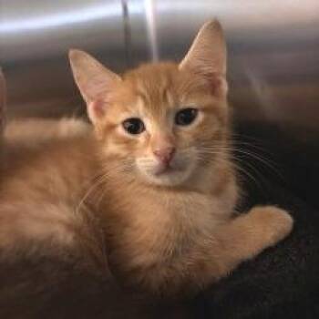 NCI5647 Trebuchet -  Domestic Short Hair Cat for Adoption in Port Washington, New York - NCI5647 Trebuchet | PetCurious