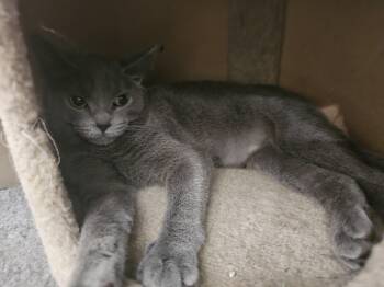 Graceland -  Domestic Short Hair Cat for Adoption in Richmond, Virginia - Graceland | PetCurious