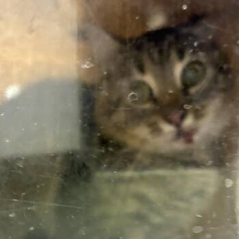 71953 -  Domestic Medium Hair Cat for Adoption in Harrisonburg, Virginia - 71953 | PetCurious