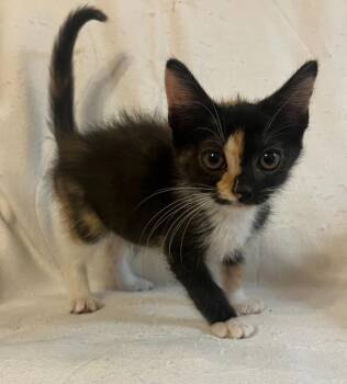 Gabby Gabby -  Domestic Short Hair Cat for Adoption in Rowlett, Texas - Gabby Gabby | PetCurious