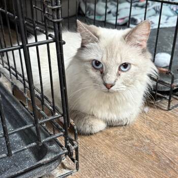 Birdie -  Domestic Short Hair Cat for Adoption in Midland, Texas - Birdie | PetCurious