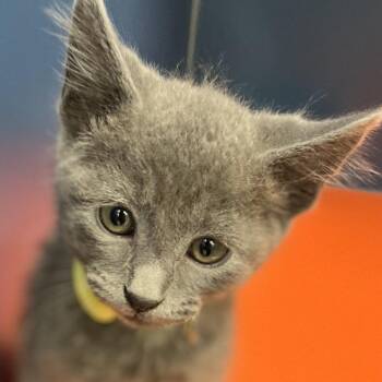 Domestic Short Hair Cats Available for Adoption in Tulsa, Oklahoma - Banana Boat | PetCurious
