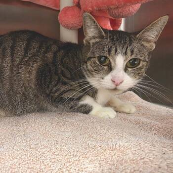 Private Prosciutto -  Domestic Short Hair Cat for Adoption in Fort Wayne, Indiana - Private Prosciutto | PetCurious