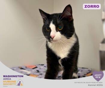 Zorro -  Domestic Short Hair Cat for Adoption in Eighty Four, Pennsylvania - Zorro | PetCurious