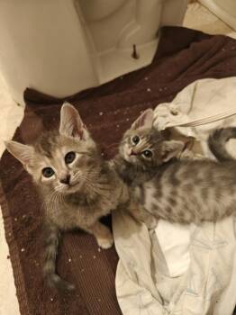 9 to 5 -  Domestic Short Hair Cat for Adoption in Chicago, Illinois - 9 To 5 | PetCurious