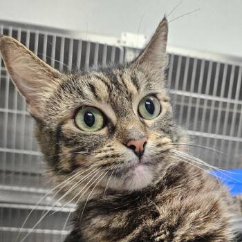 Amethyst -  Domestic Short Hair Cat for Adoption in Greenville, South Carolina - Amethyst | PetCurious