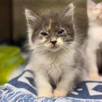 Gunmetal -  Domestic Medium Hair Cat for Adoption in Fort Smith, Arkansas - Gunmetal | PetCurious
