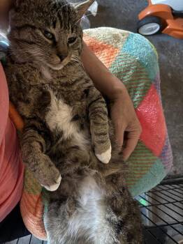Peter Patrick Pickles -  Domestic Short Hair Cat for Adoption in Topeka, Kansas - Peter Patrick Pickles | PetCurious