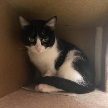 Pumpkin -  Domestic Short Hair Cat for Adoption in Monroe, Louisiana - Pumpkin | PetCurious