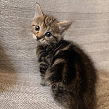 Lyra -  Domestic Short Hair Cat for Adoption in Huntsville, Alabama - Lyra | PetCurious