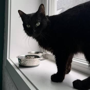 Bandit -  Domestic Medium Hair Cat for Adoption in Wheeling, Illinois - Bandit | PetCurious
