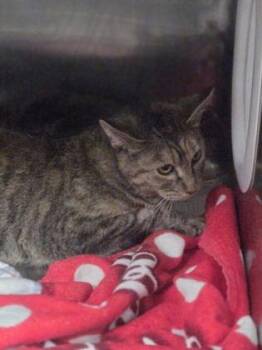 Domestic Short Hair Cats Available for Adoption - Jade | PetCurious