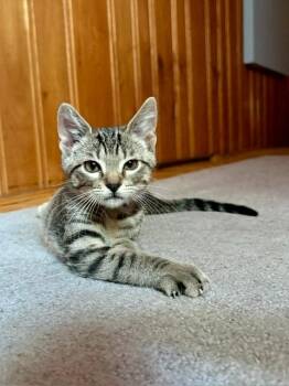 Iggy -  Domestic Short Hair Cat for Adoption in Minneapolis, Minnesota - Iggy | PetCurious