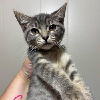 Snowcap -  Domestic Short Hair Cat for Adoption in Dekalb, Illinois - Snowcap | PetCurious