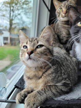 Rescue Domestic Short Hair Cats for Adoption in Nashville, Tennessee - Babs | PetCurious