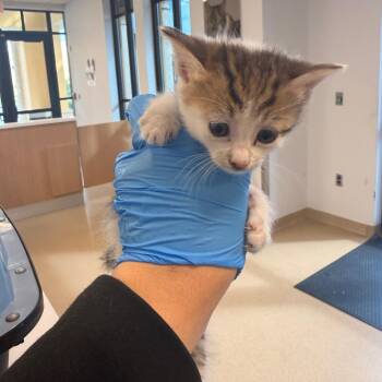 Summer -  Domestic Short Hair Cat for Adoption in West Palm Beach, Florida - Summer | PetCurious