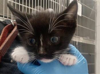 BABYCAT 1 -  Domestic Short Hair Cat Available for Adoption in Chula Vista, California - BABYCAT 1 | PetCurious