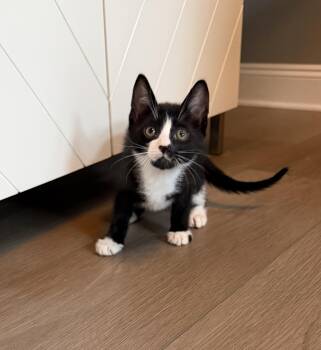 Blot -  Domestic Short Hair Cat for Adoption in Ephrata, Washington - Blot | PetCurious