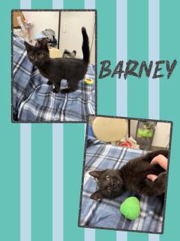 Rescue Domestic Short Hair Cats for Adoption in Howes Cave, New York - Barney | PetCurious