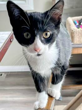 Rescue Domestic Short Hair Cats for Adoption in Winnipeg, Manitoba - Mable | PetCurious