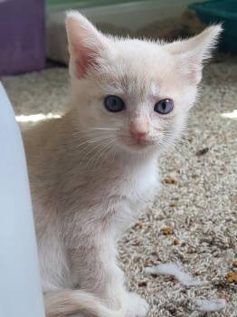Casey -  Domestic Short Hair Cat for Adoption in Portland, Indiana - Casey | PetCurious