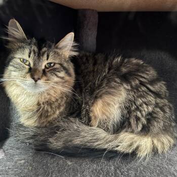 Domestic Medium Hair Cats Available for Adoption - Cobble | PetCurious