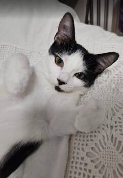 Rescue Domestic Short Hair Cats for Adoption in Burnaby, British Columbia - Paris | PetCurious