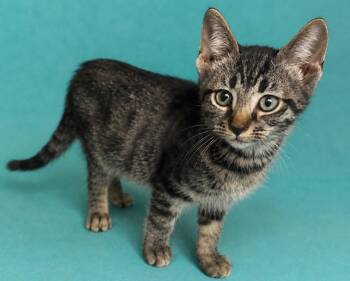 Zorro -  Domestic Short Hair Cat for Adoption in Columbia, Tennessee - Zorro | PetCurious