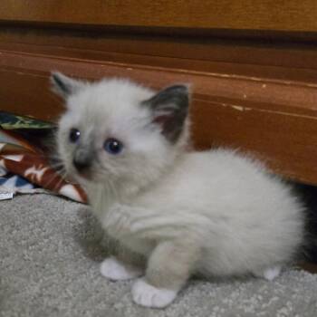 Domestic Short Hair and Siamese Cats Available for Adoption in Grand Rapids, Minnesota - Winky | PetCurious